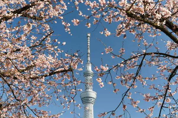 Tokyo Skytree towering against a clear blue sky, framed by blooming cherry blossoms in the foreground