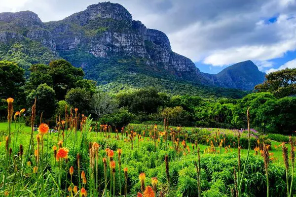 A scenic view of a flower-filled field and a clear view of Table Mountain in the background at Kirstenbosch National Botanical Garden located in Cape Town, South Africa.